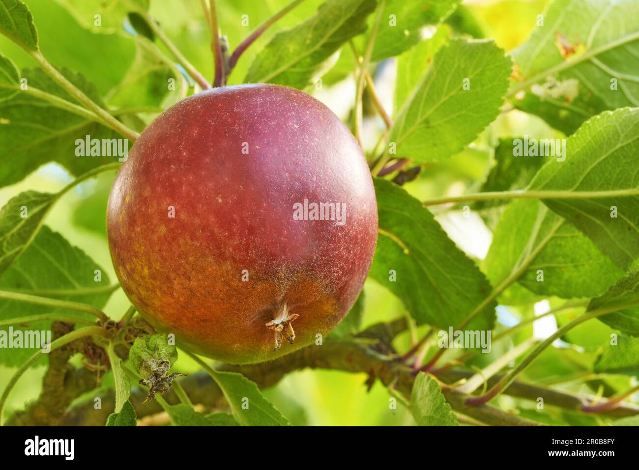 Fai un boccone di nature bounty. Succose mele rosse appese su un albero. Foto Stock