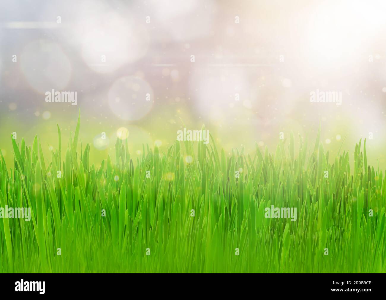 Primo piano su prato verde con sfondo sfocato e luce solare. Concetto di sfondo primavera ed estate Foto Stock