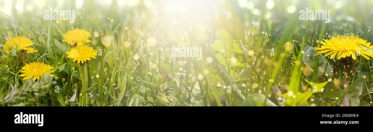 Primo piano di dente giallo in un prato verde primaverile Foto Stock