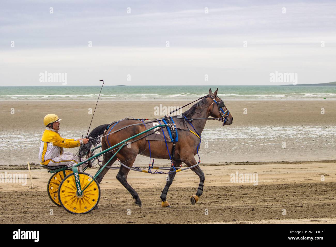 Corse al trotto a Harbour View Beach, Kilbrittain, Co. Cork. Maggio 2023 Foto Stock
