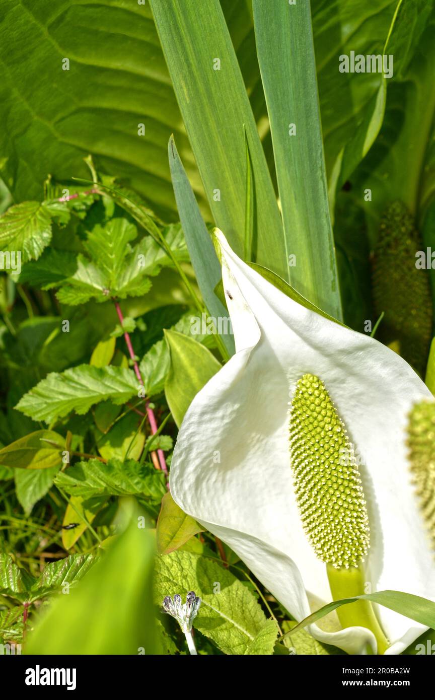 Zantedeschia aethiopica, comunemente conosciuta come giglio di calla e giglio di arum Foto Stock