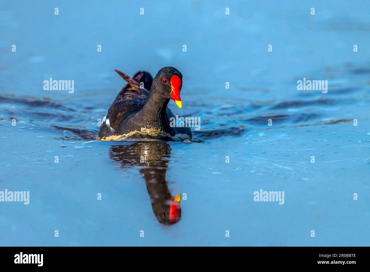 Il moorhen comune, noto anche come gallina acquea o pollo palude, è una specie di uccelli della famiglia ferroviaria. È distribuito in molte parti del Vecchio Foto Stock