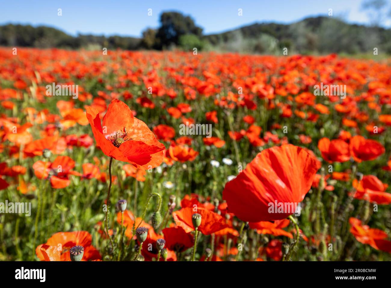 Primo piano di fiori di papavero rosso in un campo Foto Stock