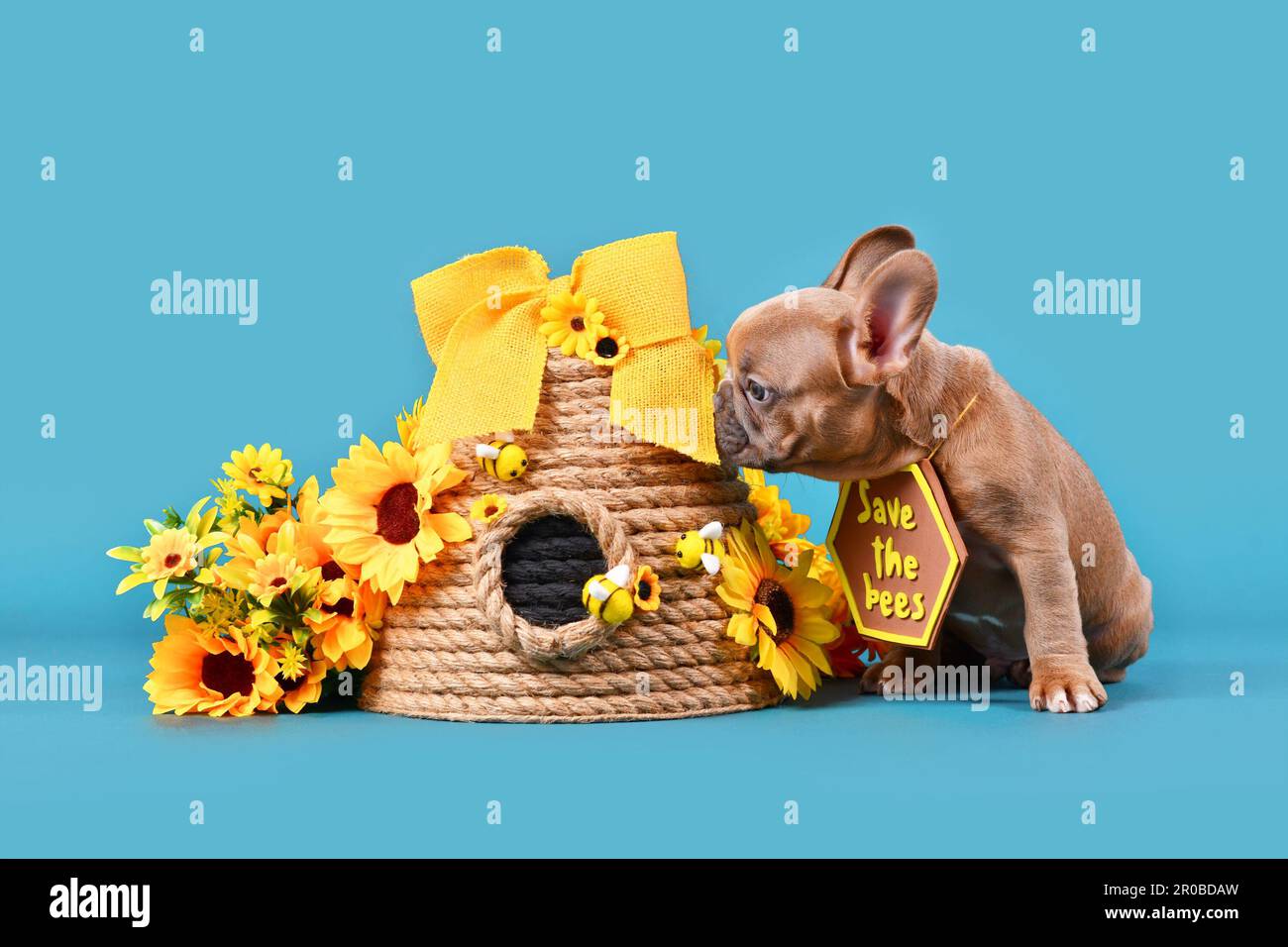 Cucciolo di cane Bulldog francese fawn con il segno "Salva le api" accanto all'alveare e ai fiori su sfondo blu Foto Stock