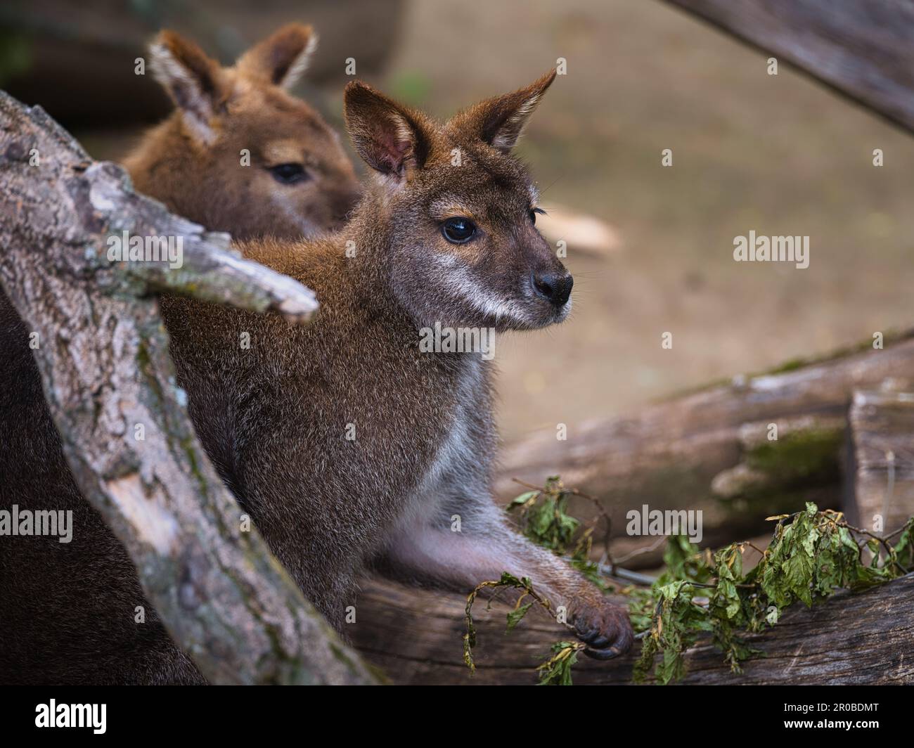 Primo piano di due wallaby che riposano in un recinto dello zoo, mostrando pellicce marroni, volti di allerta, comportamento naturale e dettagli sull'habitat naturale. Foto Stock