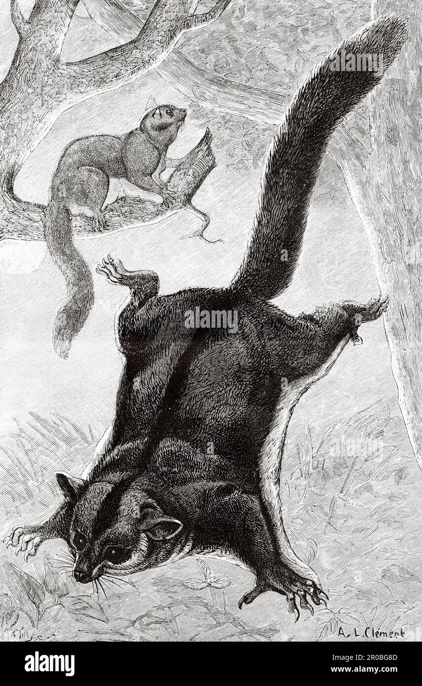 Il parapendio di zucchero (Petaurus breviceps) è un piccolo possum di parapendio onnivoro, arboreo e notturno. Antica incisione del 19th ° secolo da la Nature 1887 Foto Stock