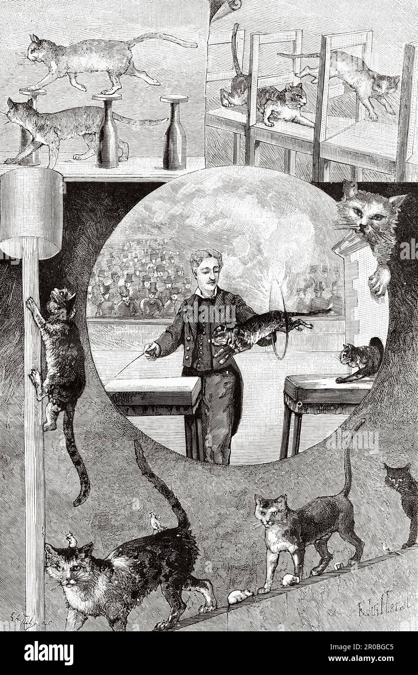 Spettacolo circus di gatti intelligenti al Cirque d'Hiver di Parigi, Francia. Antica incisione del 19th ° secolo da la Nature 1887 Foto Stock