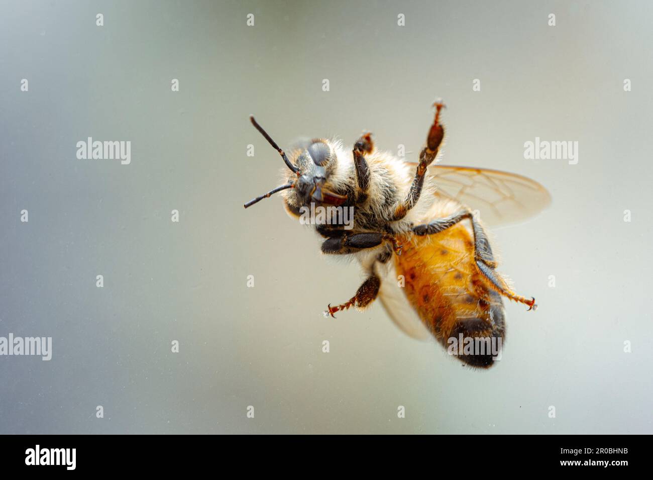 Un'ape di miele che vola di fronte a uno sfondo sfocato. Foto Stock