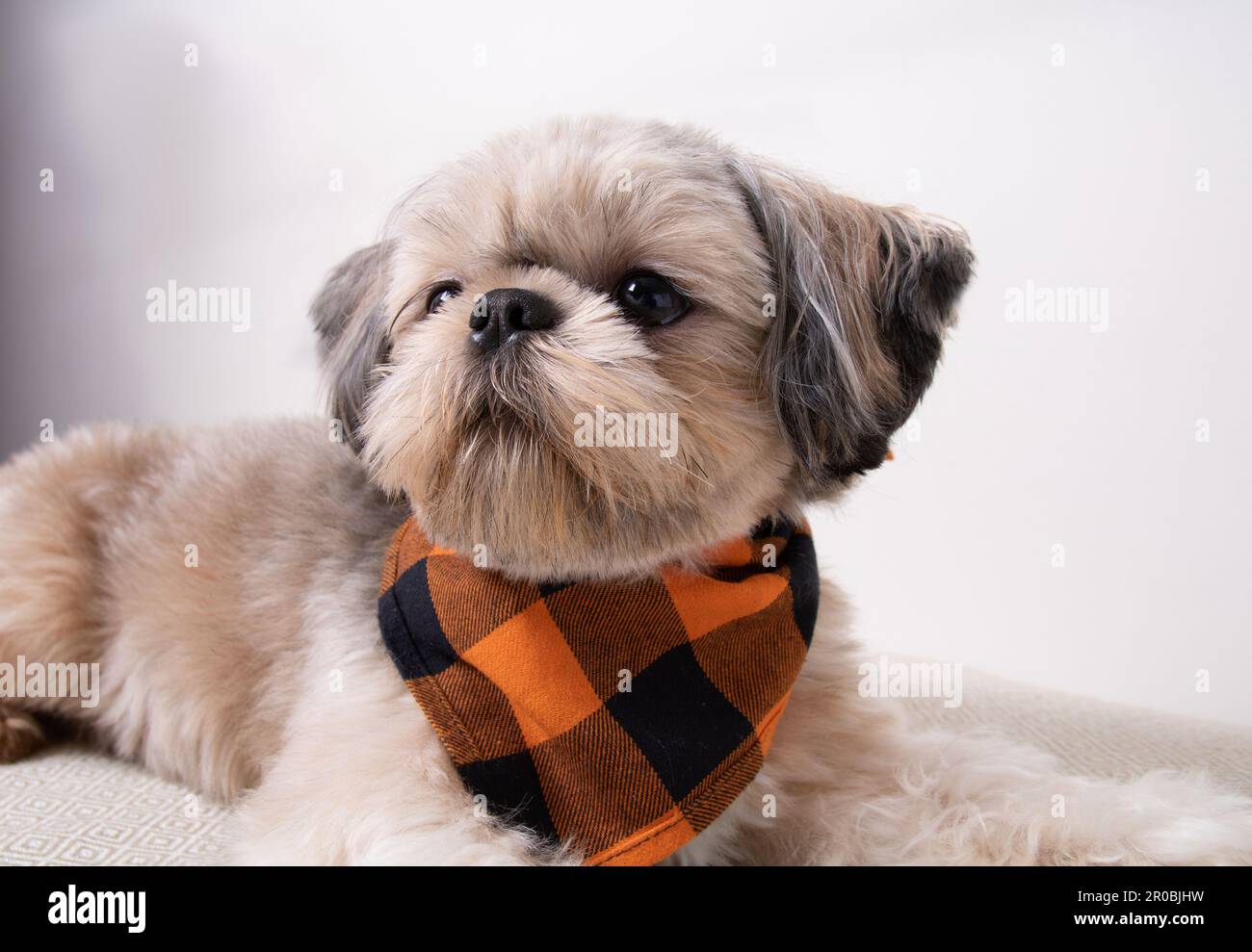 foto di un cane con una sciarpa intorno al collo e guardando via Foto Stock