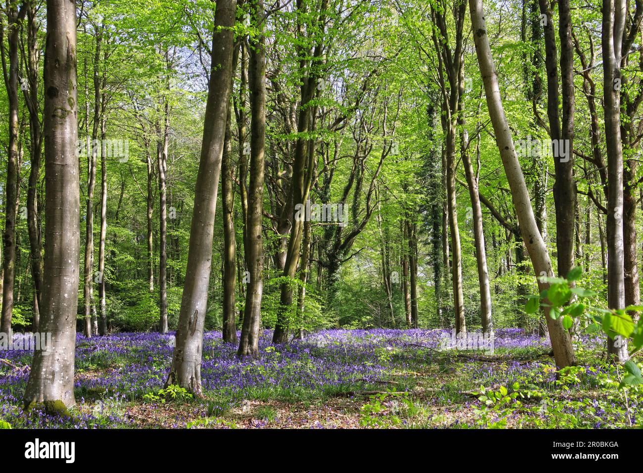 Bluebells sotto gli alberi di faggio in Hampshire Foto Stock