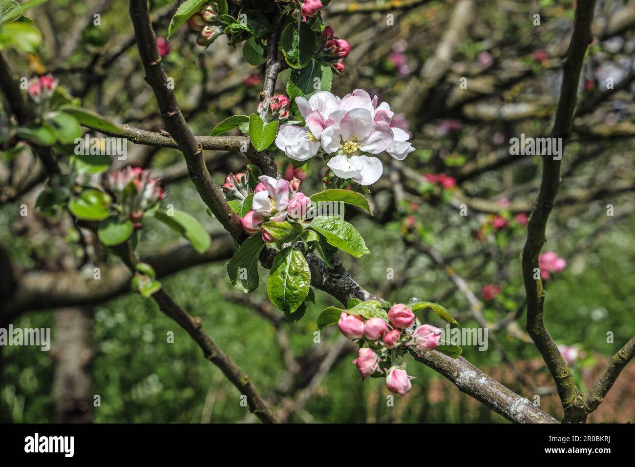 Formato paesaggistico di un primo piano di Apple Blossom su un albero nel Millbrook Park. Generico con spazio di copia Foto Stock