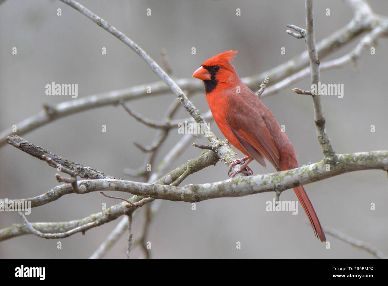 Maschio rosso cardinale su ramo Foto Stock