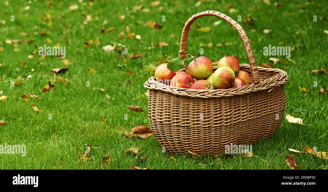 Raccolta Apple. Mele rosse raccolte in un cestino di vimini in piedi su un prato. Foto Stock