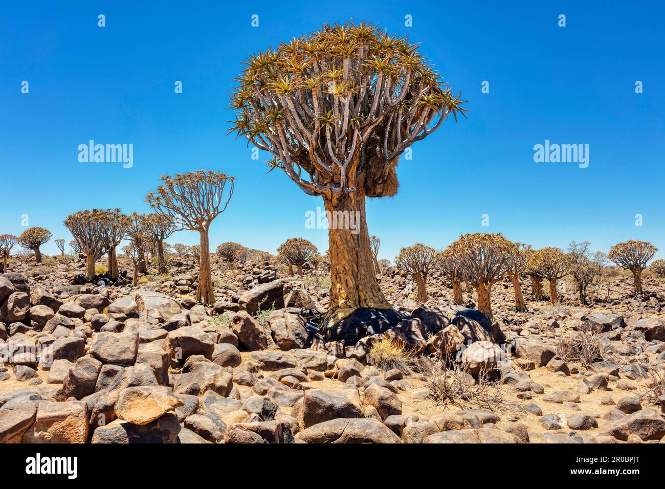 Per Quiver tree forest, Keetmanshoop, Namibia, Africa Foto Stock