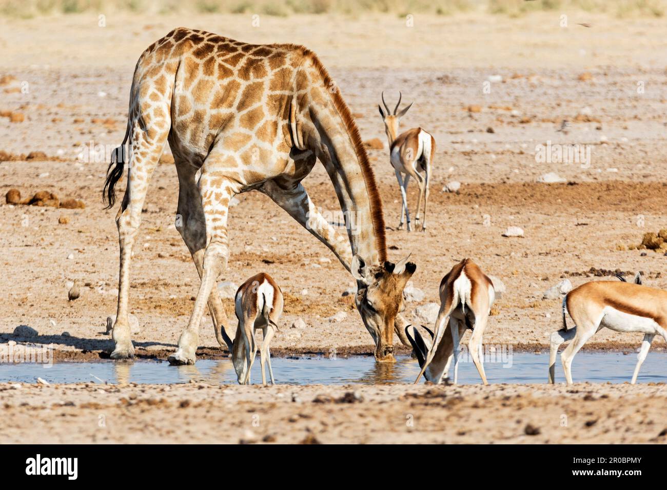 Acqua potabile Giraffe e Steenbok al Parco Nazionale di Etosha, Namibia, Africa Foto Stock