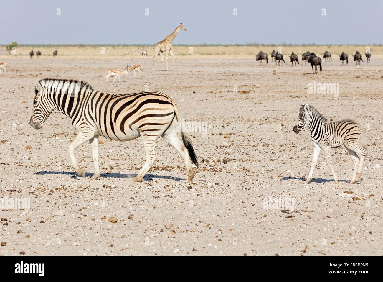 Zebre, giraffe e Gnus al Parco Nazionale di Etosha, Namibia, Africa Foto Stock