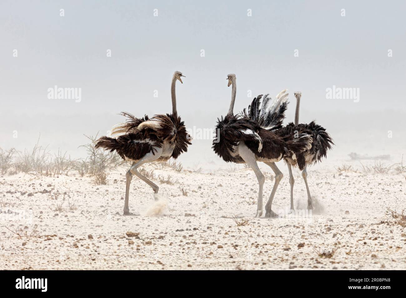 Ostrich presso il Parco Nazionale di Etosha, Namibia, Africa Foto Stock
