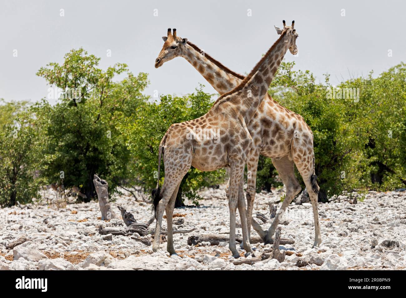 Giraffa presso il Parco Nazionale di Etosha, Namibia, Africa Foto Stock