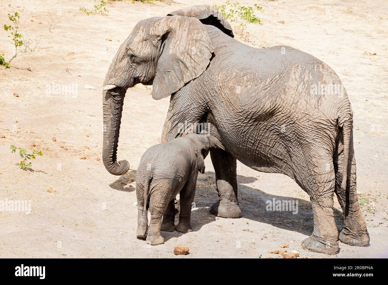 Elephant famiglia presso il Parco Nazionale di Etosha, Namibia, Africa Foto Stock