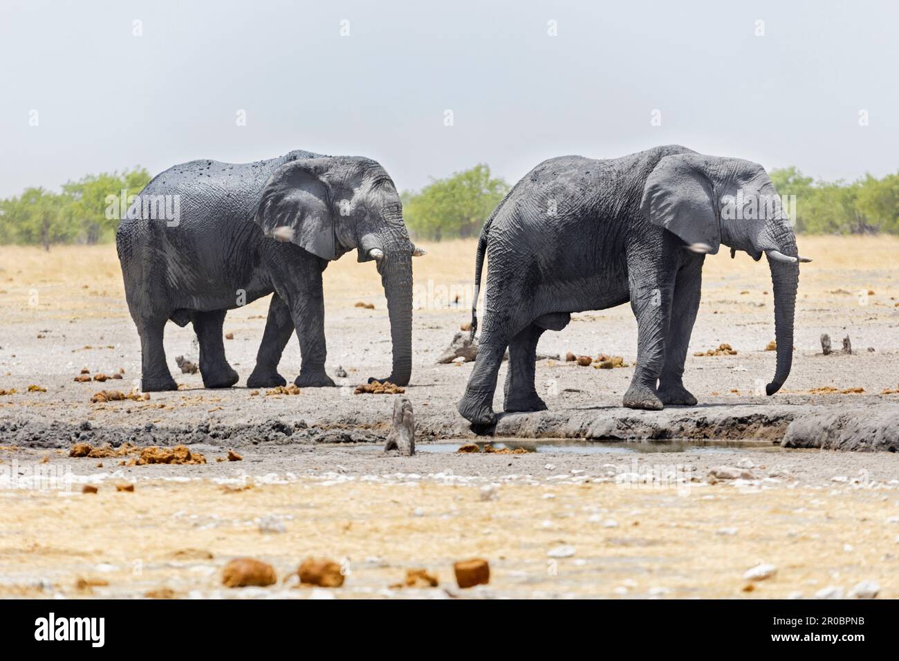 Gli elefanti al parco nazionale Etosha, Namibia, Africa Foto Stock