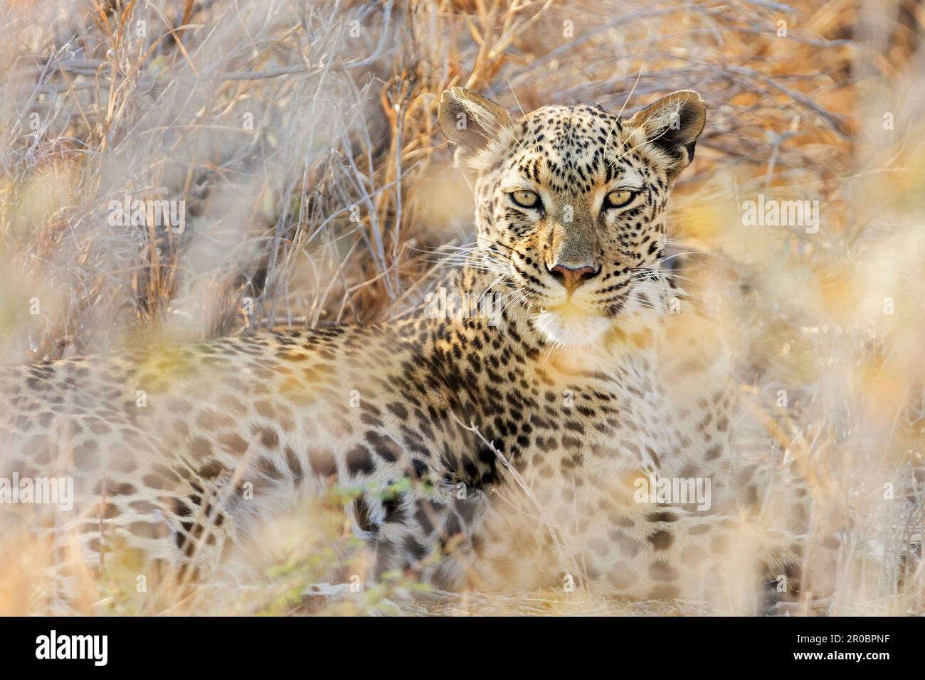 Leopardo al Parco Nazionale di Etosha, Namibia, Africa Foto Stock