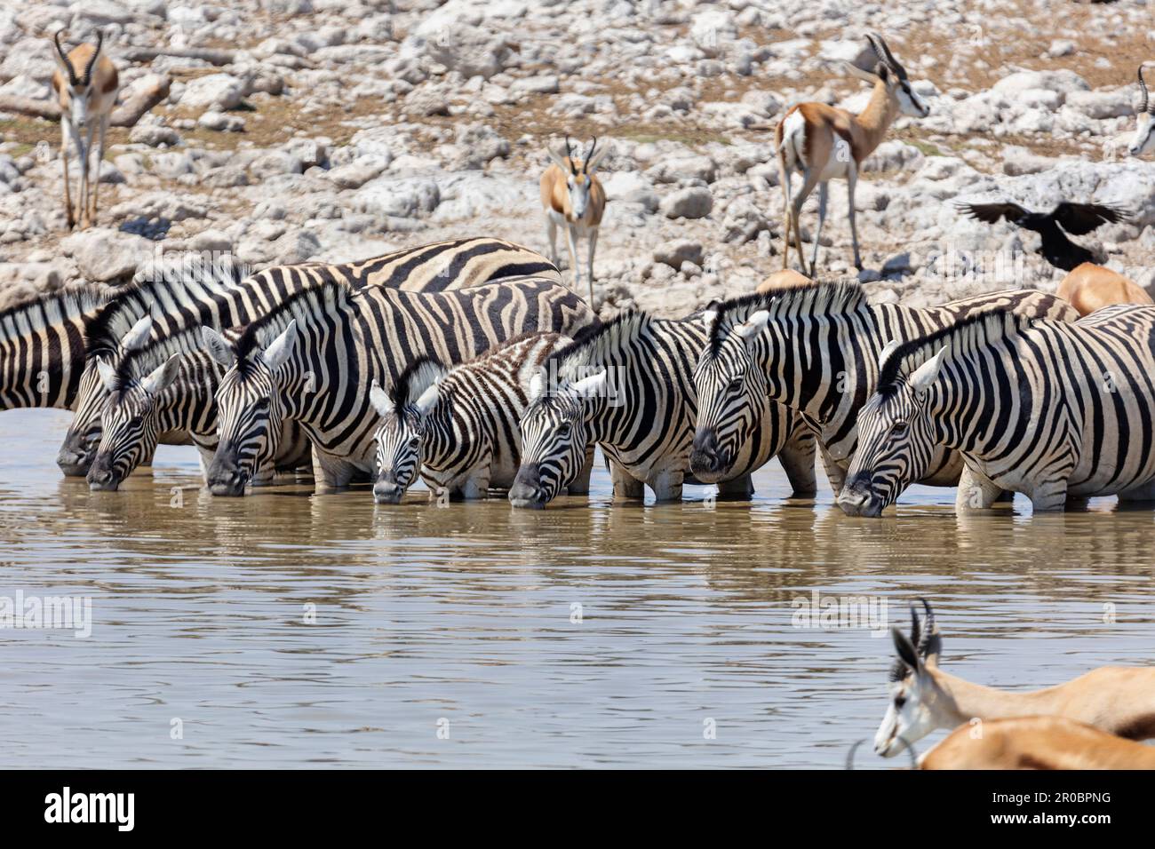 Zebre e Steenbok nella buca d'acqua del Parco Nazionale di Etosha, Namibia, Africa Foto Stock