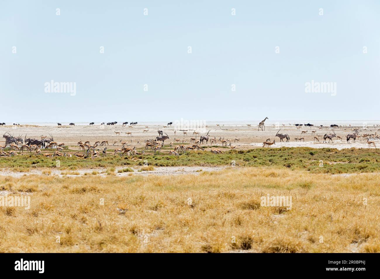 Steenbok, Giraffe, Oryx, Ostrich e Gnus al Parco Nazionale Etosha, Namibia, Africa Foto Stock
