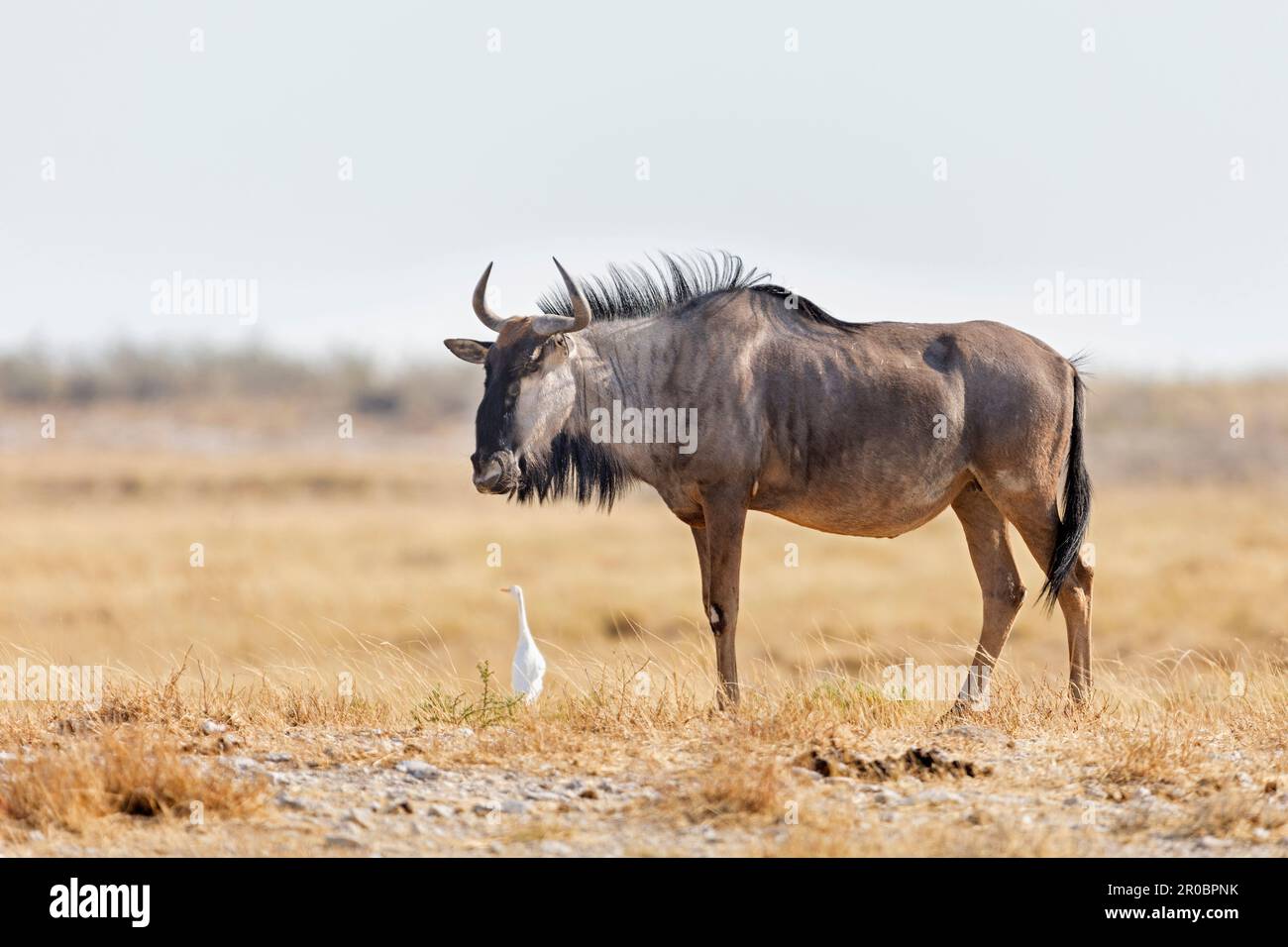 Il più selvatico al Parco Nazionale di Etosha, Namibia, Africa Foto Stock