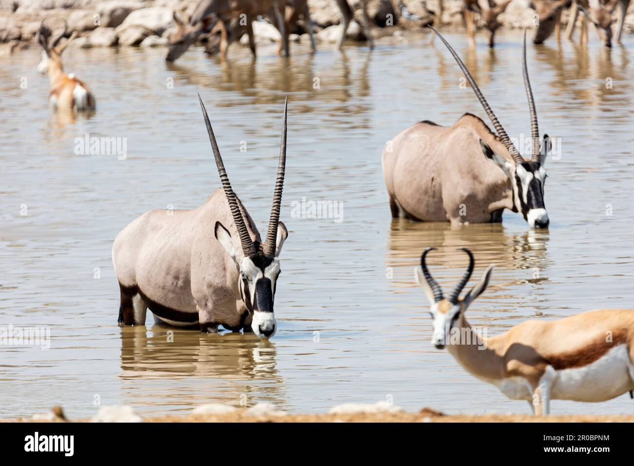 Oryx presso il Parco Nazionale di Etosha, Namibia, Africa Foto Stock