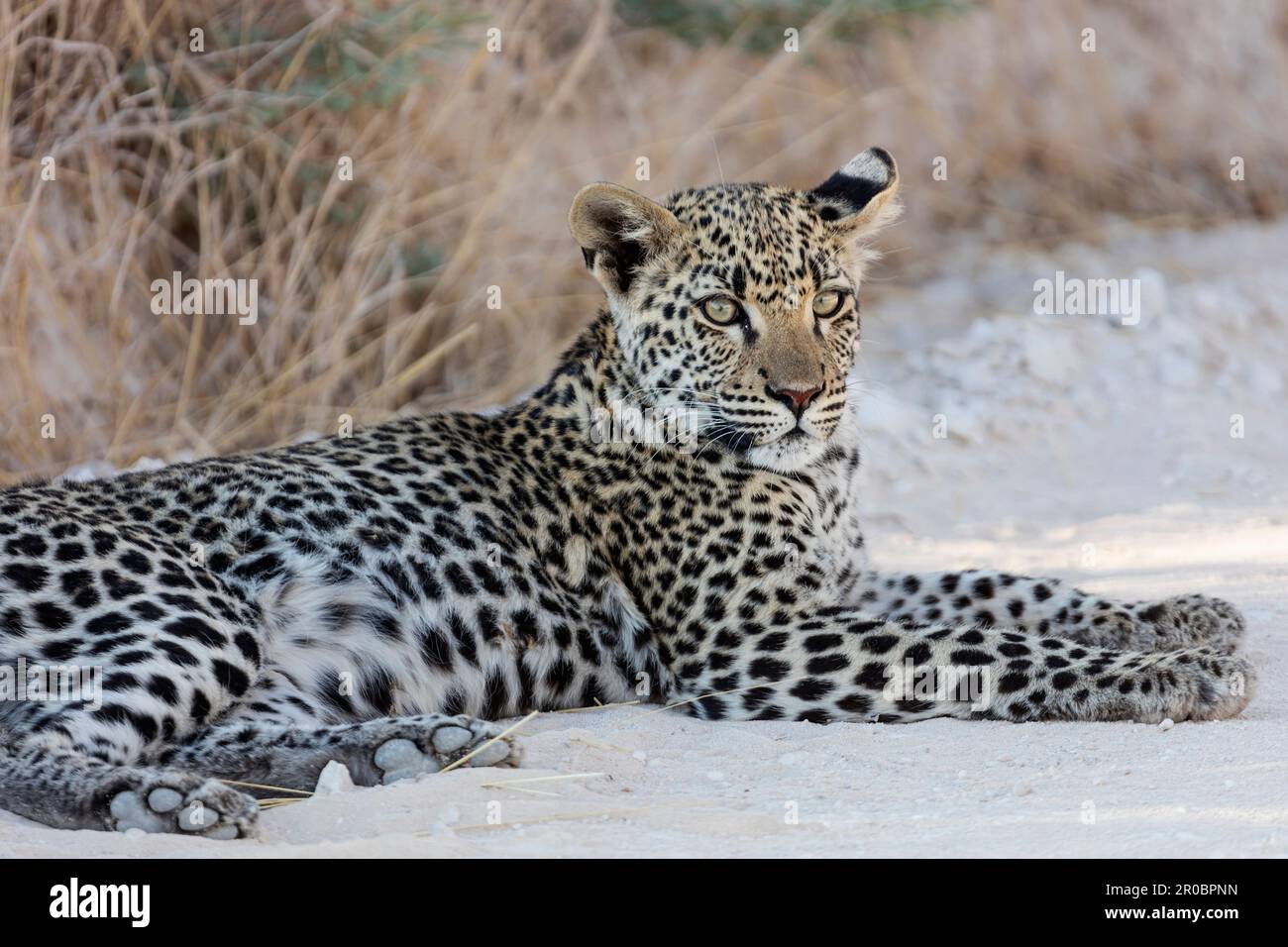 Leopard di relax presso il Parco Nazionale di Etosha, Namibia, Africa Foto Stock