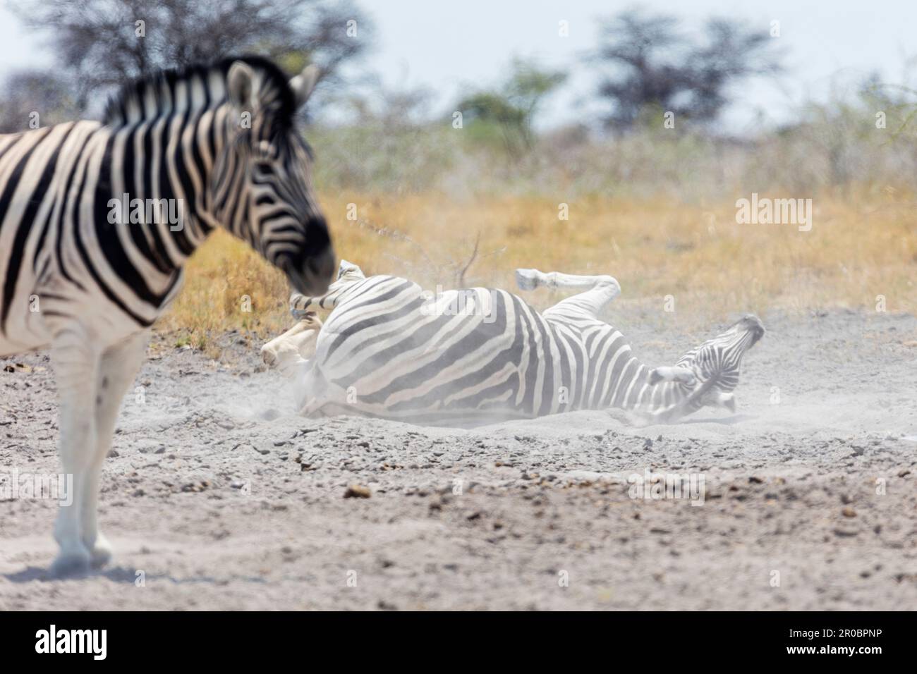 Zebre facendo bagni di sabbia al Parco Nazionale Etosha, Namibia, Africa Foto Stock