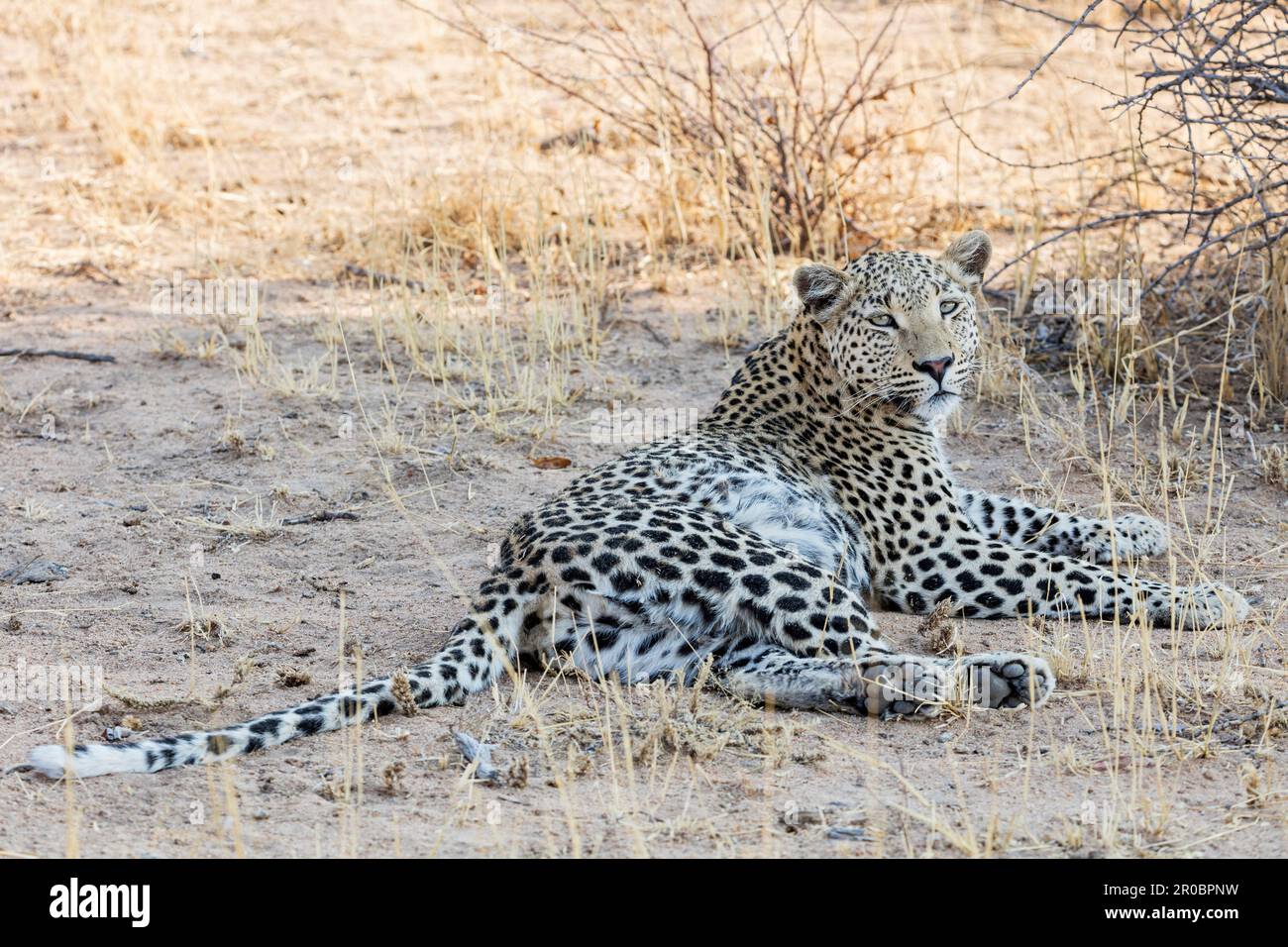 Leopard relax presso l'Okonjima Riserva Naturale, Namibia, Africa Foto Stock