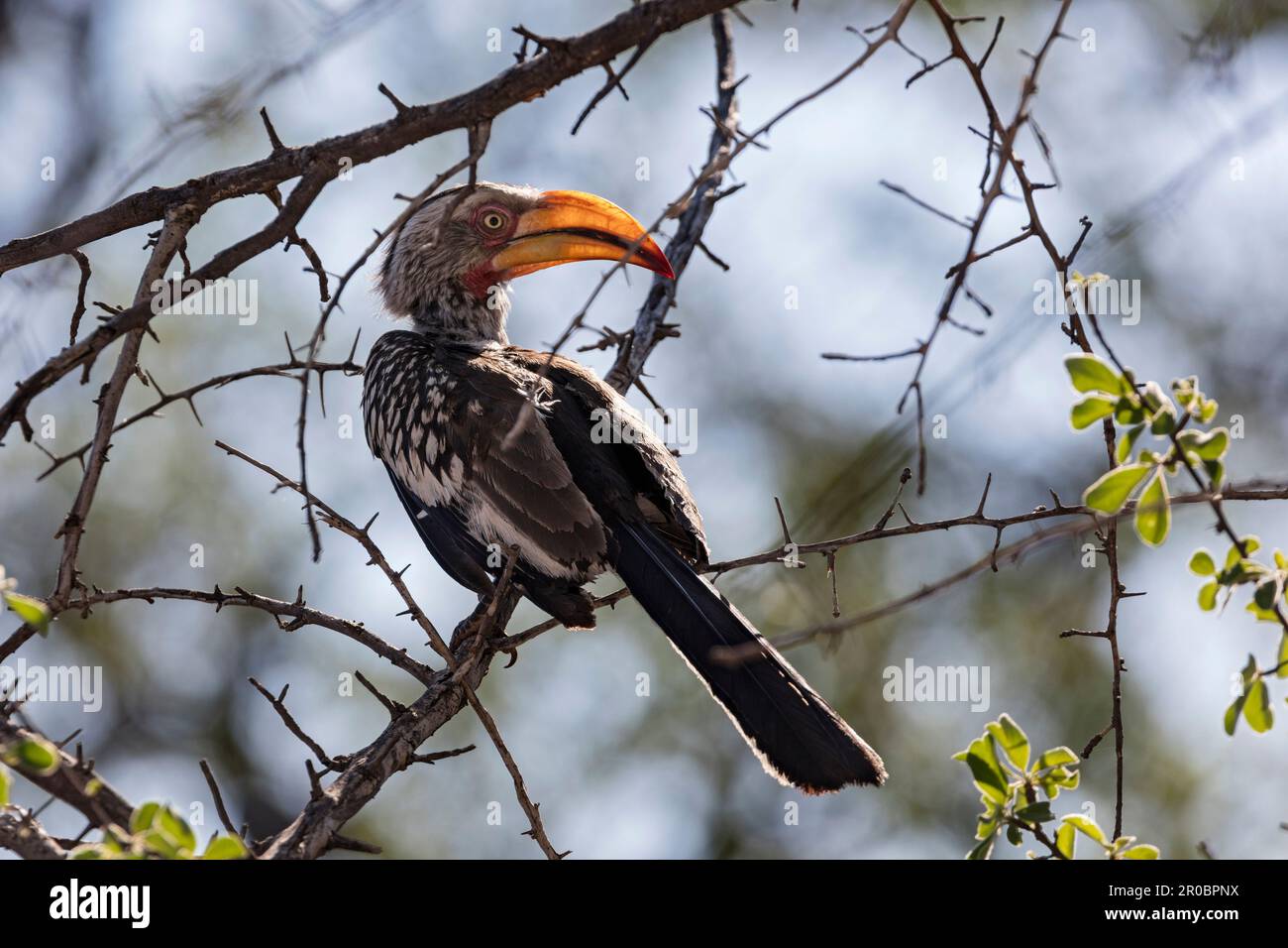 Tucano uccello che sorse su ramo di albero, Namibia, Africa Foto Stock
