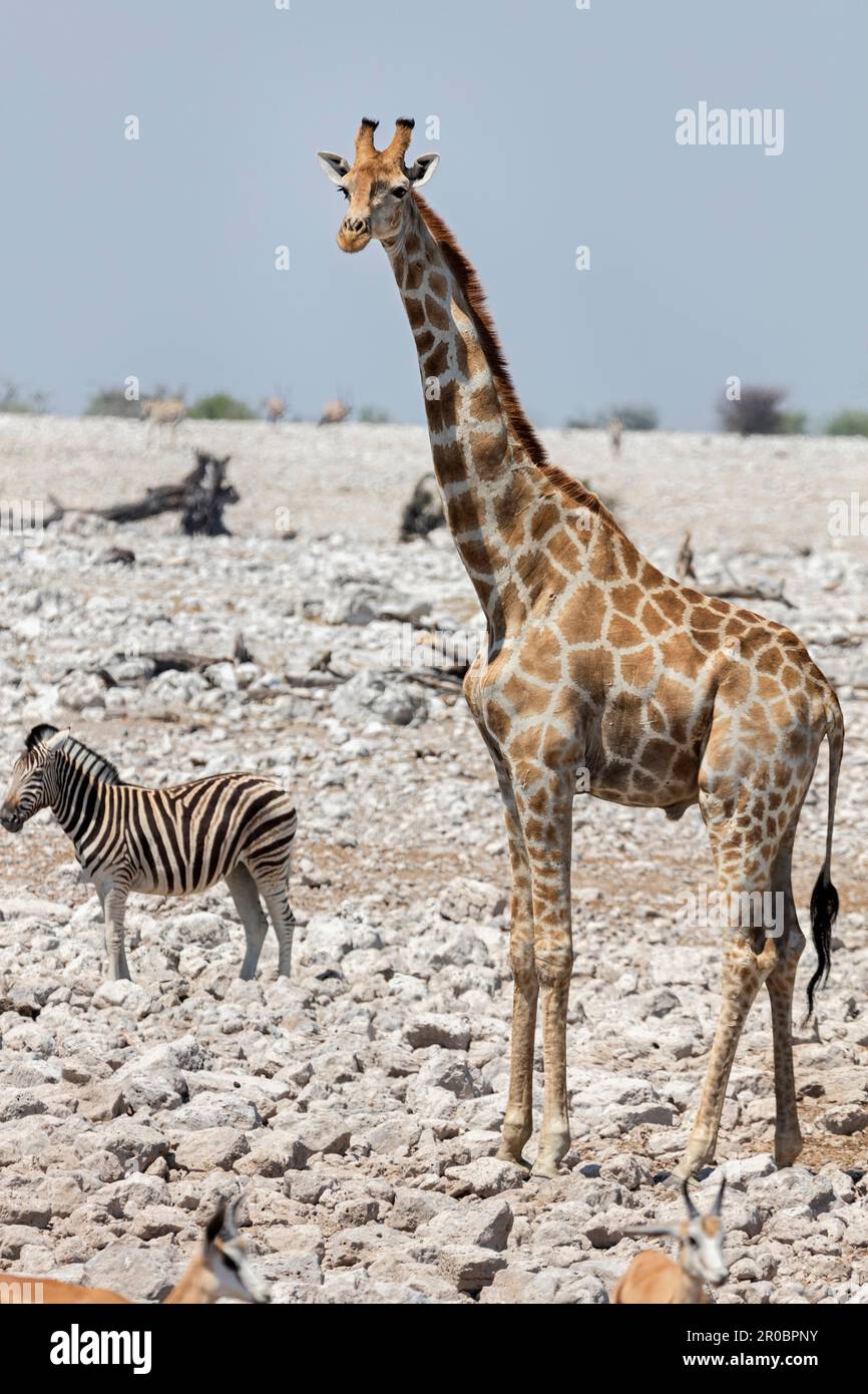 Giraffa e Zebra al Parco Nazionale Etosha, Namibia, Africa Foto Stock
