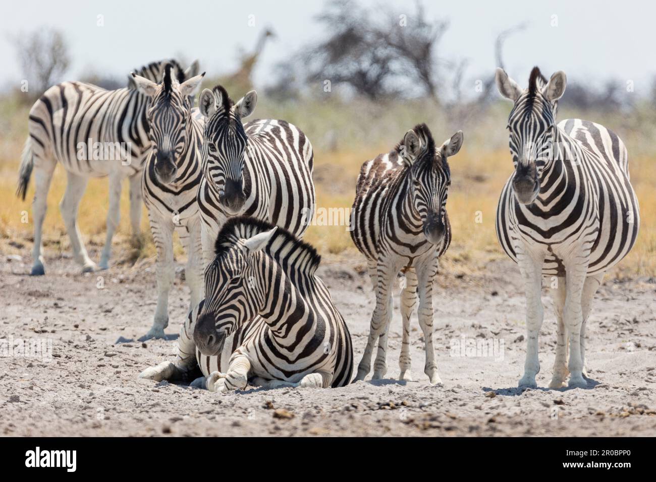 Zebre sulla sabbia presso il Parco Nazionale di Etosha, Namibia, Africa Foto Stock
