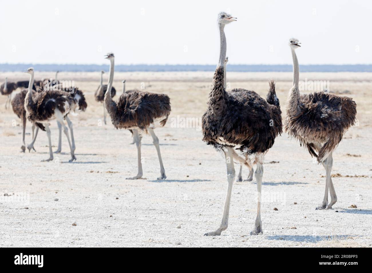 Gruppo di struzzi presso il Parco Nazionale di Etosha, Namibia, Africa Foto Stock
