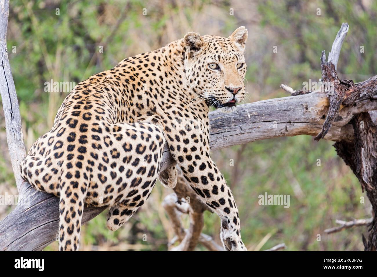 Leopardo rilassante sull'albero alla Riserva Naturale di Okonjima, Namibia, Africa Foto Stock