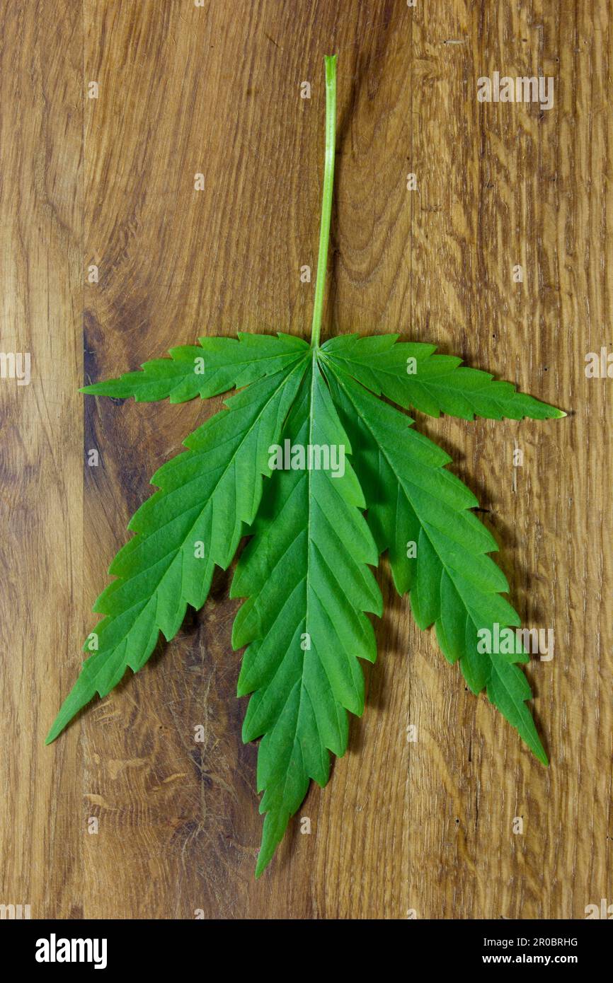 Foglie di cannabis di Marijuana su una striscia marrone Wodden sfondo per il concetto di Design. Foto Stock