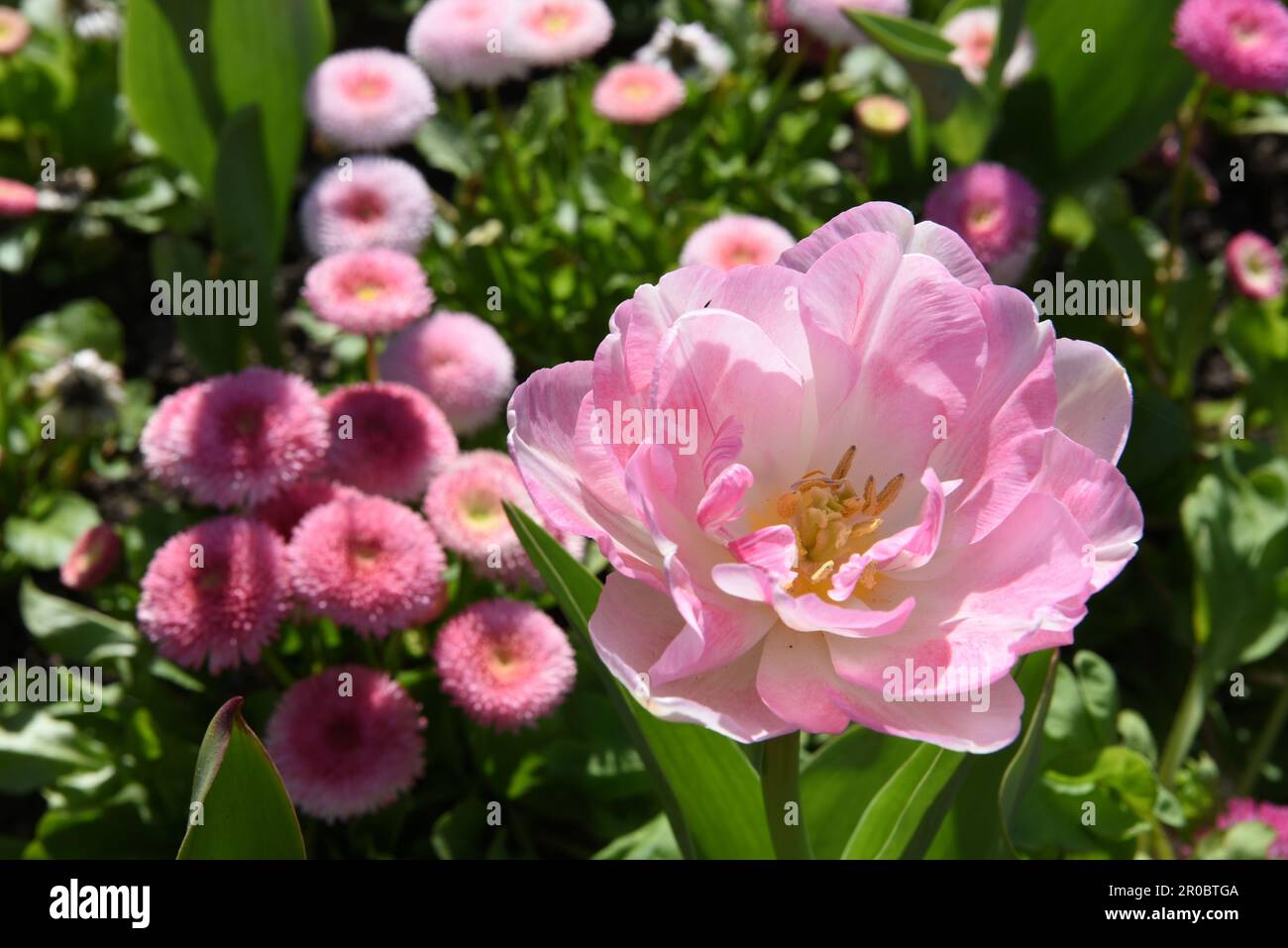 Primo piano di una bella peonia giardino comune, Kassel Foto Stock