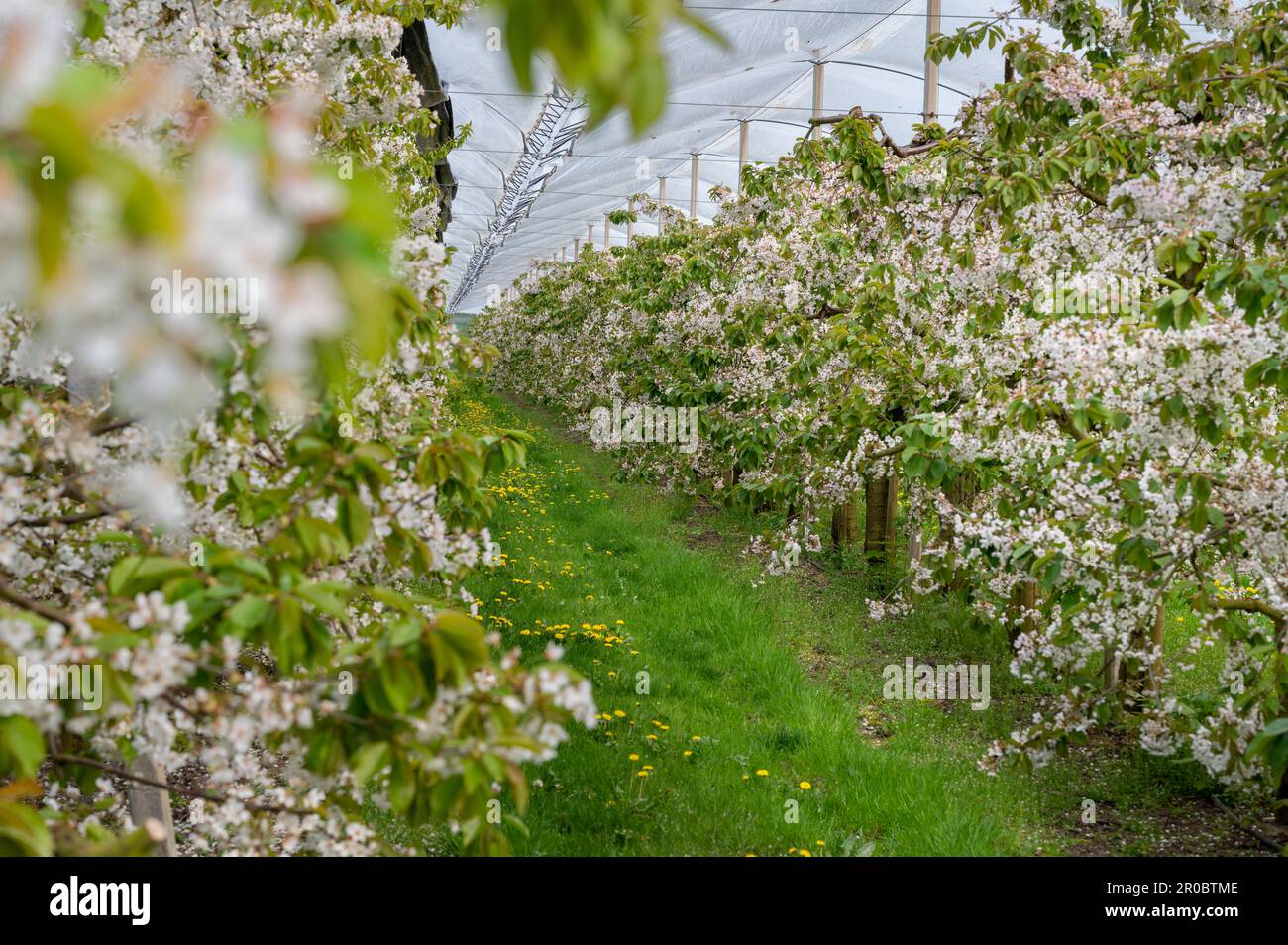 Ciliegi in piena fioritura in Germania. Frutteto coperto da una rete di protezione. Foto Stock