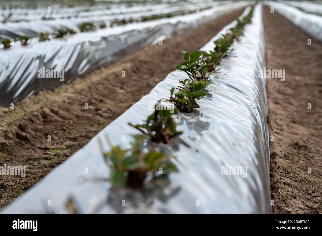 Campo di fragole in Germania. Piantina messo su file coperte da un tarp di plastica. Foto Stock