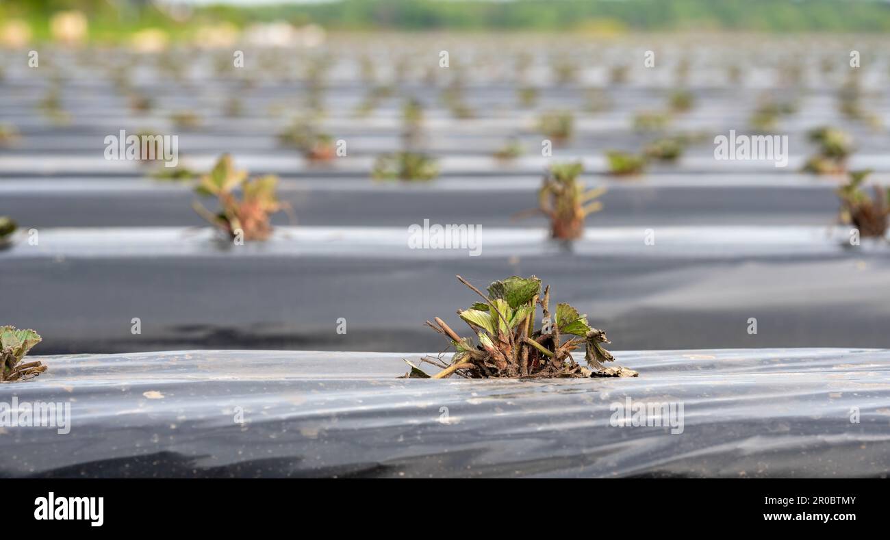 Campo di fragole in Germania. Piantina messo su file coperte da un tarp di plastica. Foto Stock