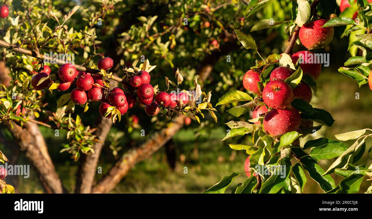 Alberi di mele in una fattoria di frutta biologica. Foto di alta qualità Foto Stock