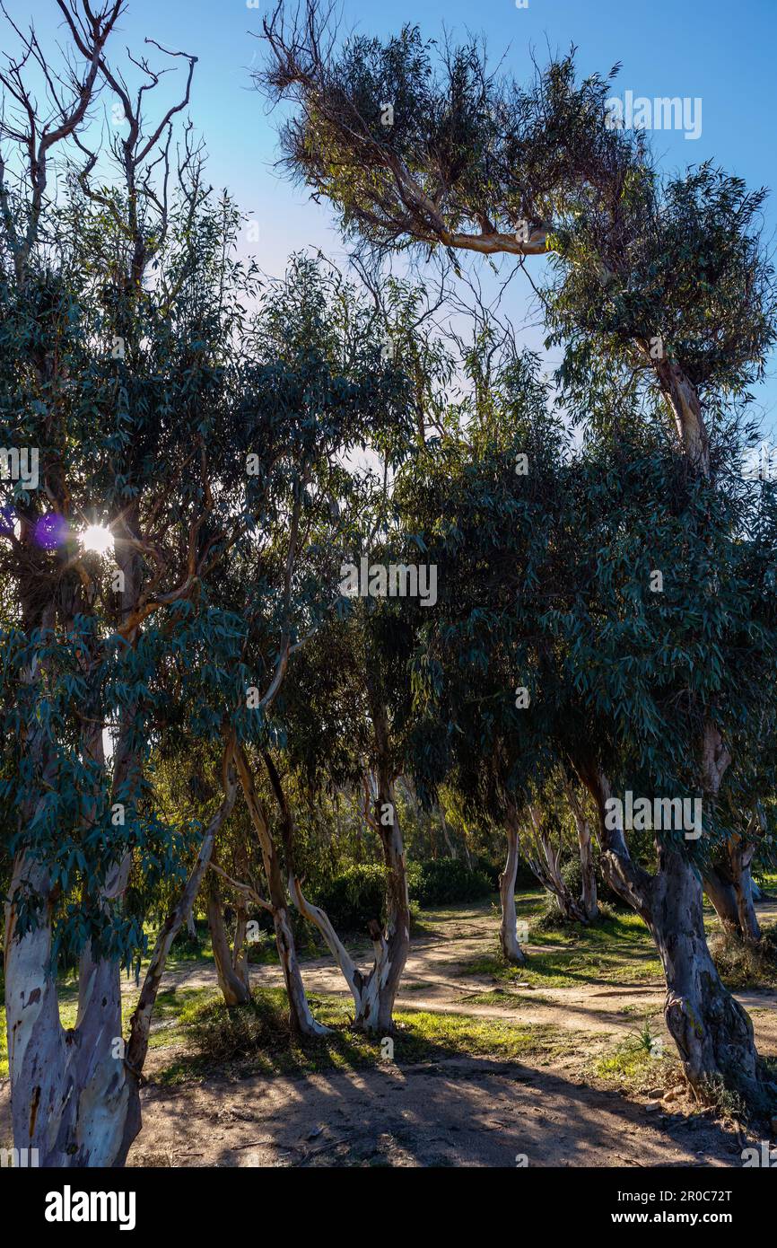 Alberi di eucalipto (Eucalipto globulus) in Sardegna Foto Stock