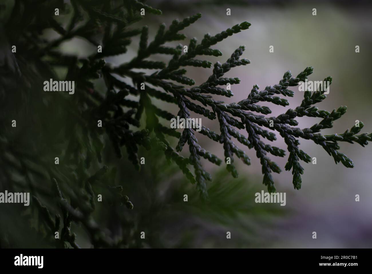 Thuja o Cedri sempreverdi piante medicinali foglie bella struttura modelli natura Foto Stock