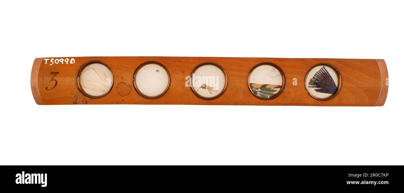 Culpepper Compound Microscope Slide, 18th ° secolo. Dalla scatola di conservazione del microscopio 1965T5099.1.. Acquistato da Edward H Pinto, 1965. Foto Stock