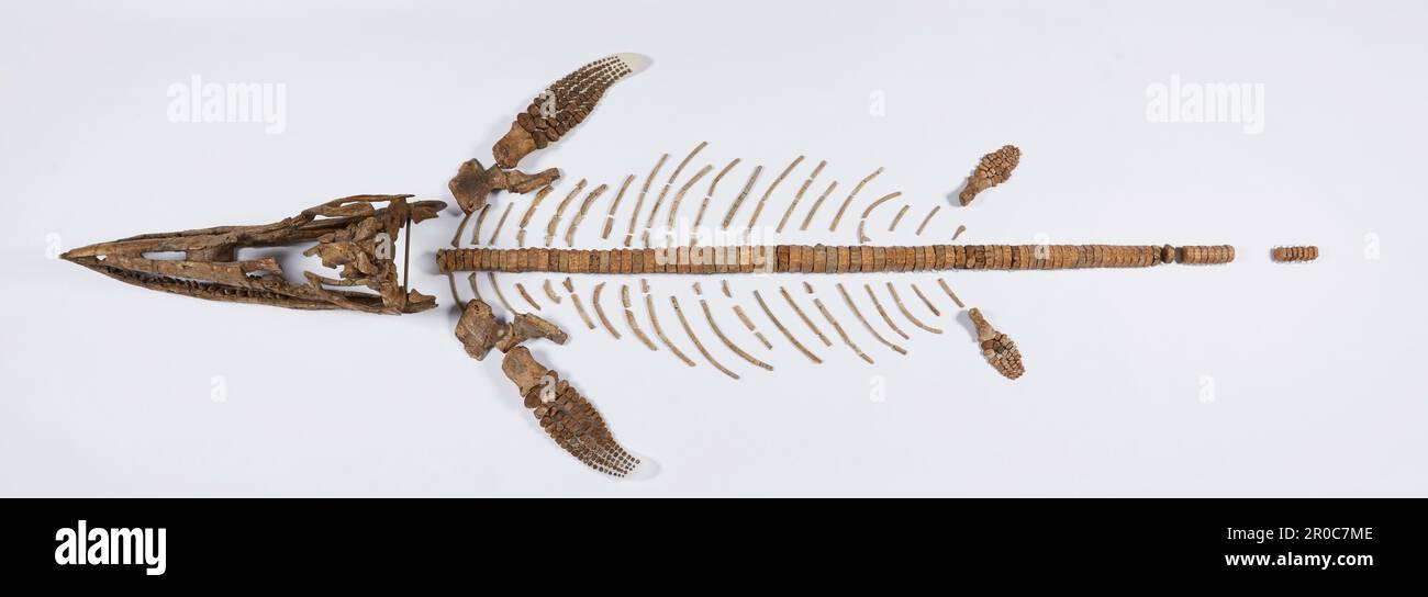 Ichthyosaur (Protoichthyosaurus prostaxalis) 3D scheletro fossile. Protoichthyosaurus prostaxalis scheletro fossile da Jurassic inferiore di Shipston-on-Stour in Warwickshire, conservato in tre dimensioni e privo di matrice comprende cranio, paddle anteriore sinistra e paddle posteriori parzialmente sinistra, alcune vertebre e costole... Inoltre ora include la replica completa il campione; paddle anteriore destra, ossa paddle posteriore sinistra e paddle destro e vertebre... Pubblicato in: Lomax DR, Porro LB, Larkin NR. 2019. Anatomia descrittiva del più grande campione noto di protoittiosaurus prostaxalis (rettilia: Ichthyosauri Foto Stock
