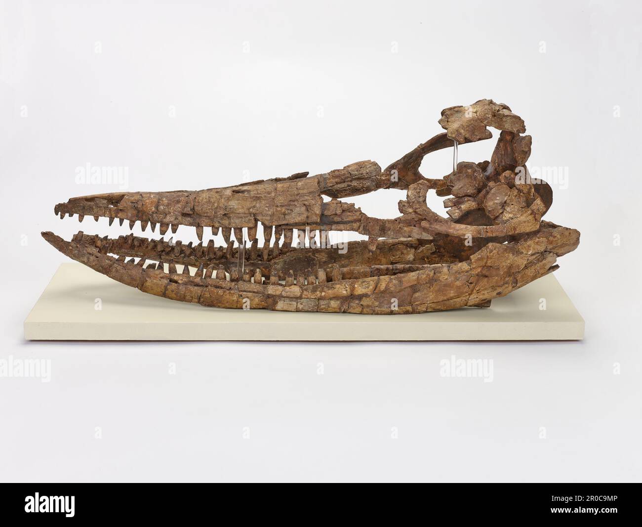 Ichthyosaur (Protoichthyosaurus prostaxalis) 3D scheletro fossile. Protoichthyosaurus prostaxalis scheletro fossile da Jurassic inferiore di Shipston-on-Stour in Warwickshire, conservato in tre dimensioni e privo di matrice comprende cranio, paddle anteriore sinistra e paddle posteriori parzialmente sinistra, alcune vertebre e costole... Inoltre ora include la replica completa il campione; paddle anteriore destra, ossa paddle posteriore sinistra e paddle destro e vertebre... Pubblicato in: Lomax DR, Porro LB, Larkin NR. 2019. Anatomia descrittiva del più grande campione noto di protoittiosaurus prostaxalis (rettilia: Ichthyosauri Foto Stock