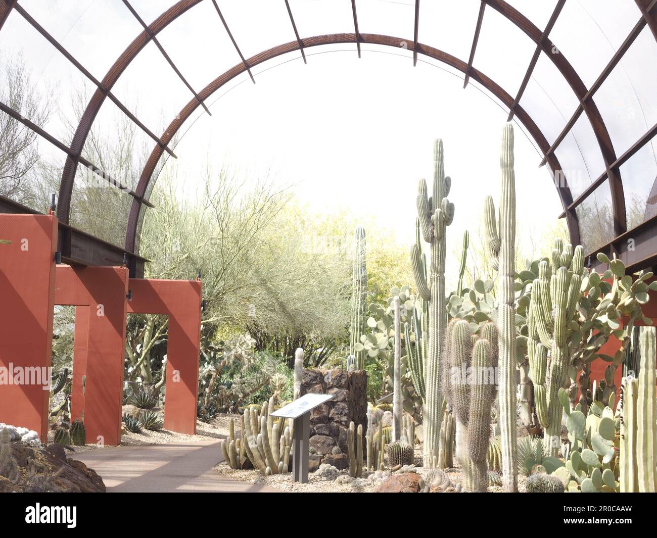 GIARDINO BOTANICO DEL DESERTO, PHOENIX. ARIZONA, STATI UNITI D'AMERICA Foto Stock