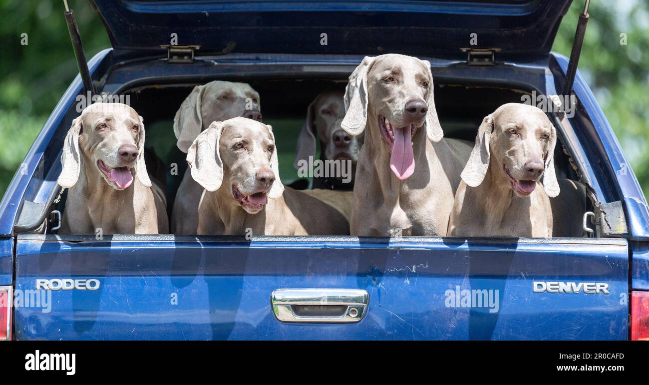 Confezione di cani da tiro Weimaraner sul retro di un pick up. Somerset, Regno Unito. Foto Stock